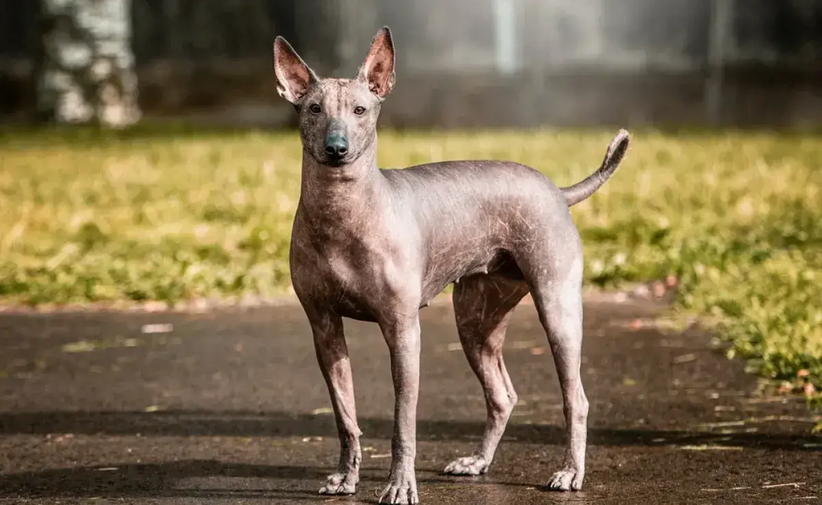 Perro Xoloitzcuintle: conoce al Calvo mexicano, una de las razas más